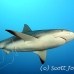 shark_reef_caribbean_gul_wc_h_0181_tci1629.jpg